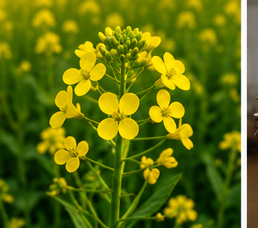 Handpicked premium black and brown mustard seeds